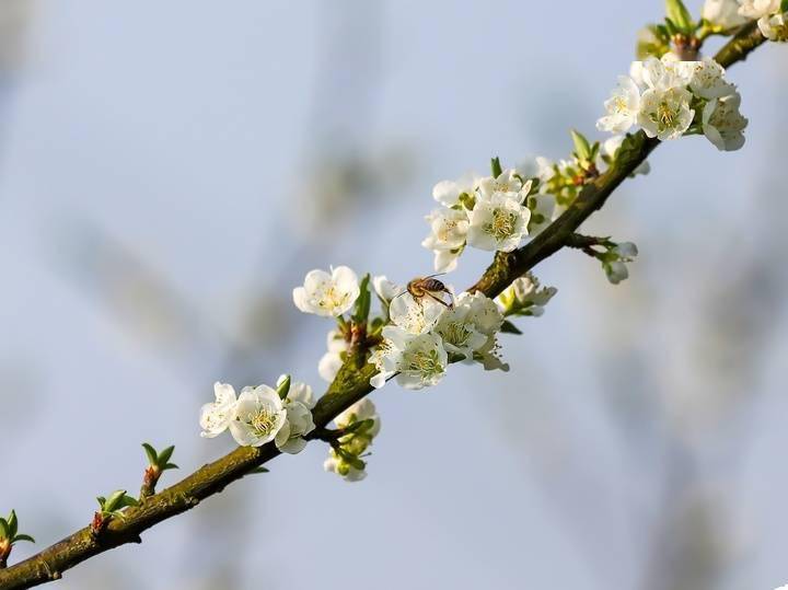 贵州罗甸3万亩李花盛开满园春色兆丰年