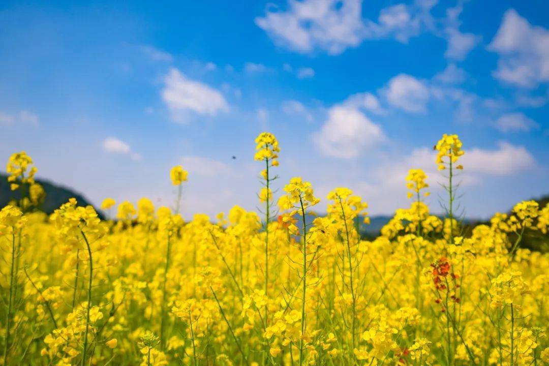 打卡临海这五大赏油菜花胜地,与春天来一场最美邂逅