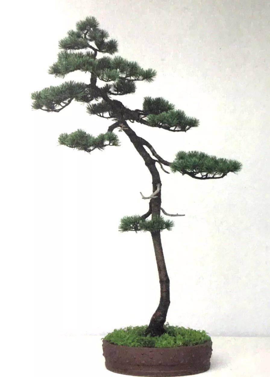 二十四年心血只为一棵文人树盆景看后感慨一玩园艺深似海