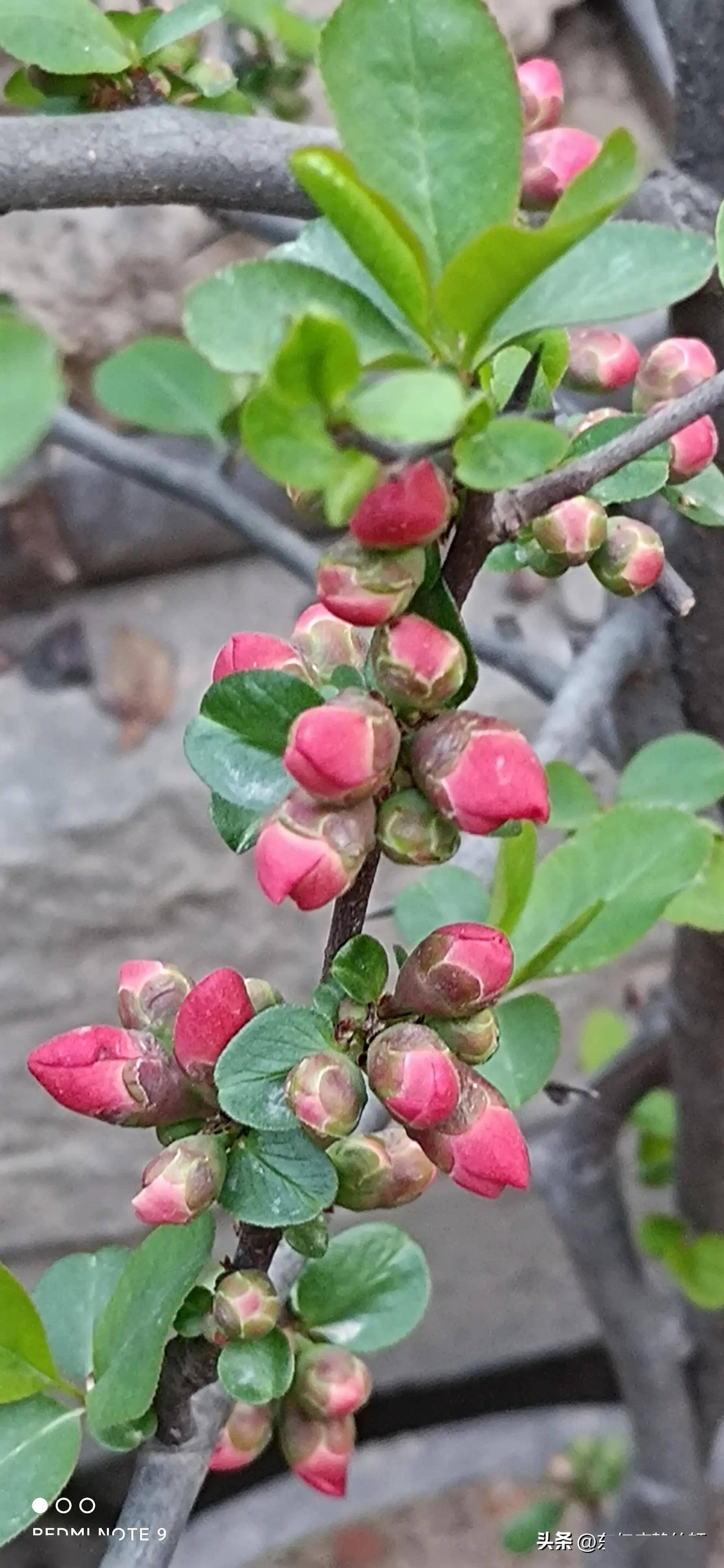 王虎林‖观李景宁拍摄《海棠花》