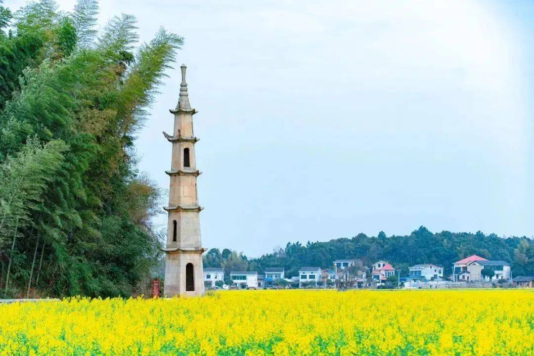 赏万亩茶亭花海快来看看这份攻略