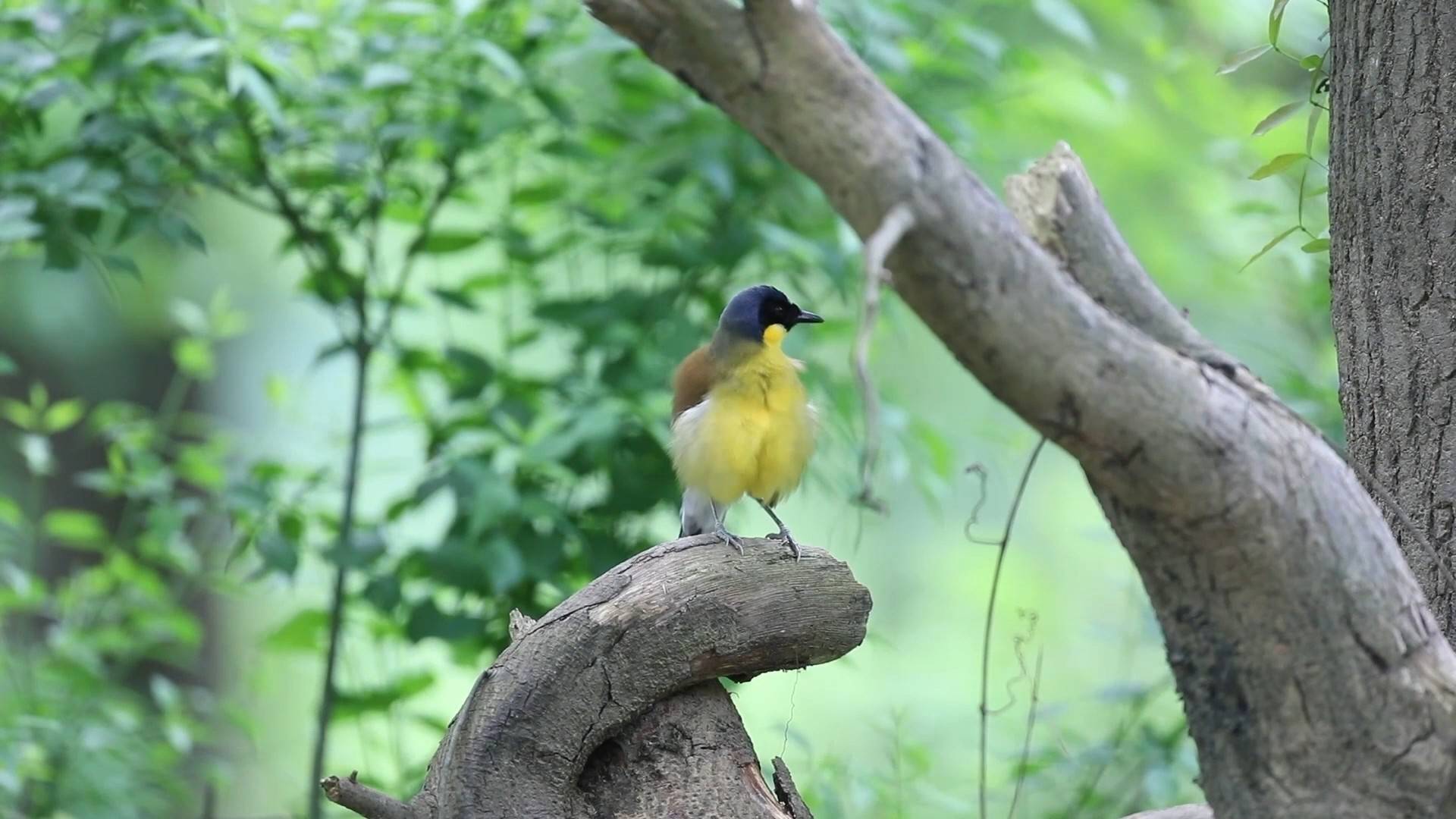 南昌常见鸟类图片