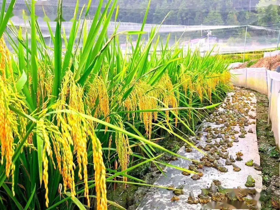 代表风采蔡念稻蛙共生绘就绿色生态致富路