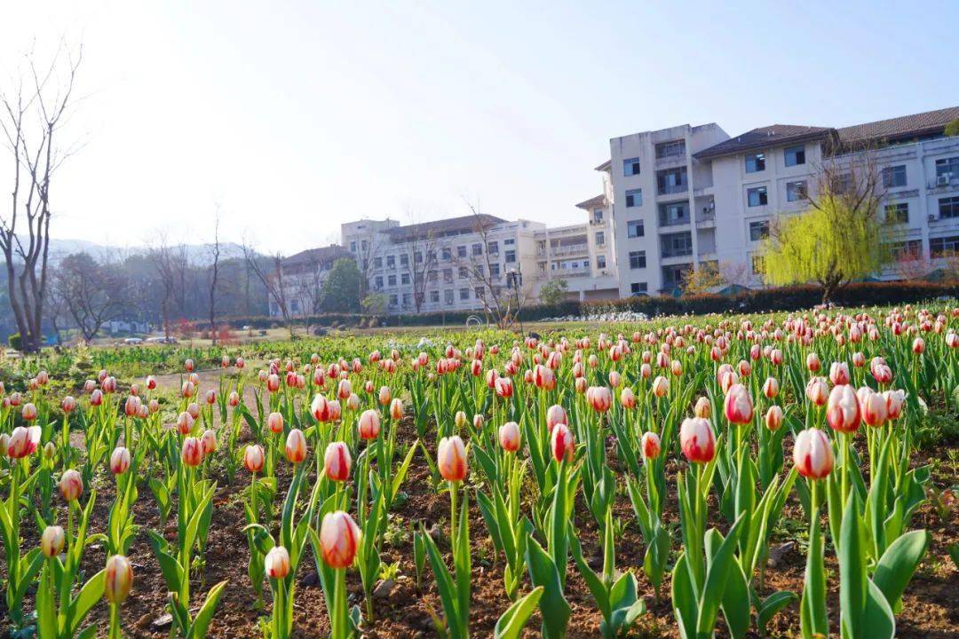 美在农林!浙江农林大学"校园之春"摄影作品征集活动邀你来参加_主题_