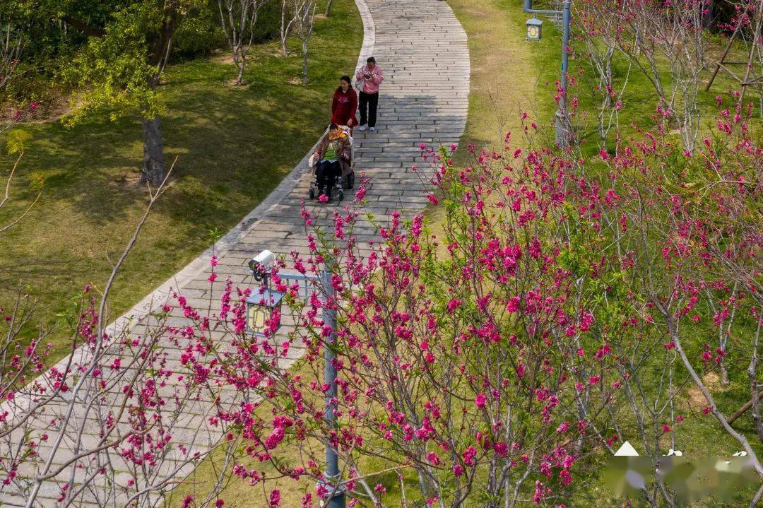 福建省南平市市花图片