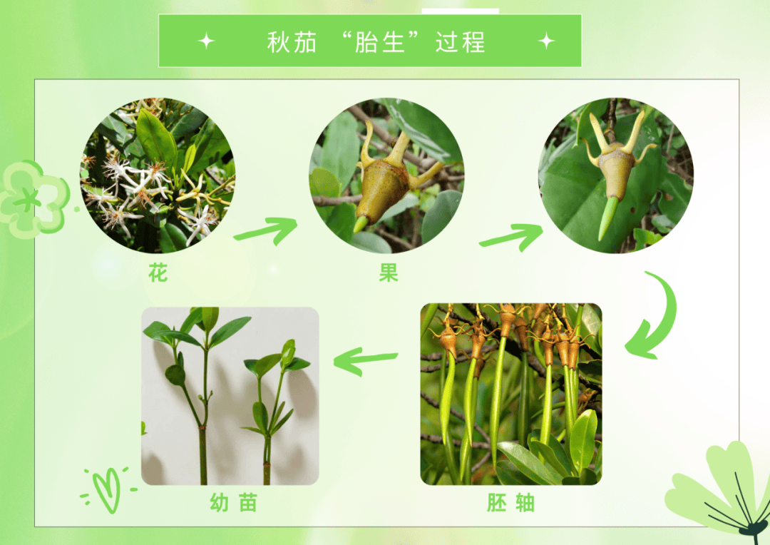 秋茄的种子会在母体中就开始萌发,长出细茄子一样的胚轴,成熟后掉落