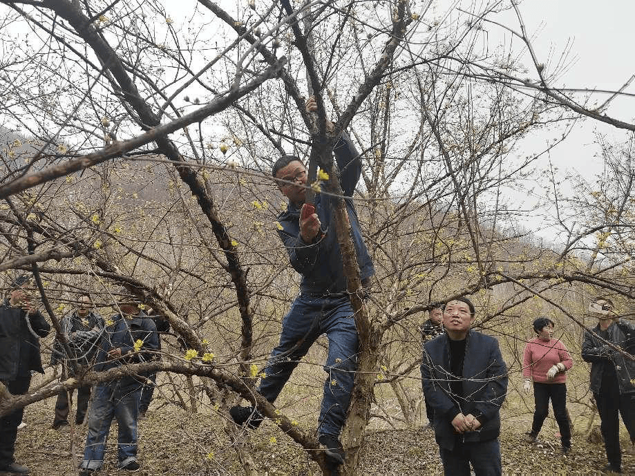 吴茱萸种苗 修剪图片