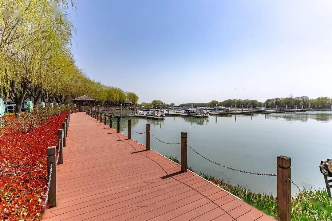 油菜花已开,等你来入镜~_三山岛_门票_玉兰