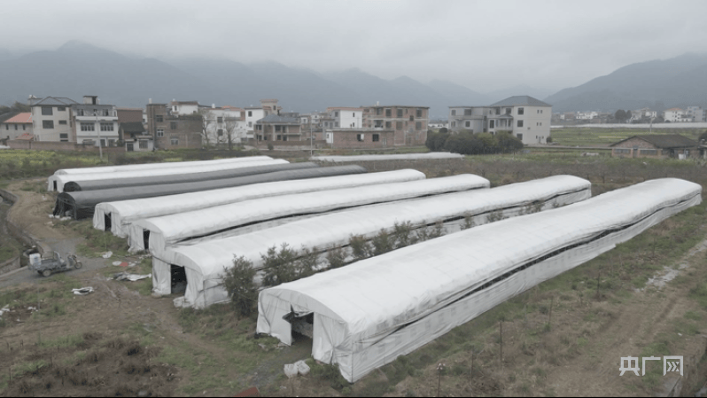 湖南蓝山:平菇朵朵开 撑开村民就业增收"致富伞"_赵彬_大棚_产业