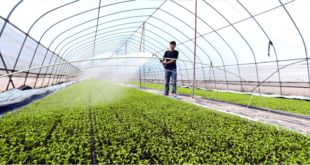 育苗基地春意浓