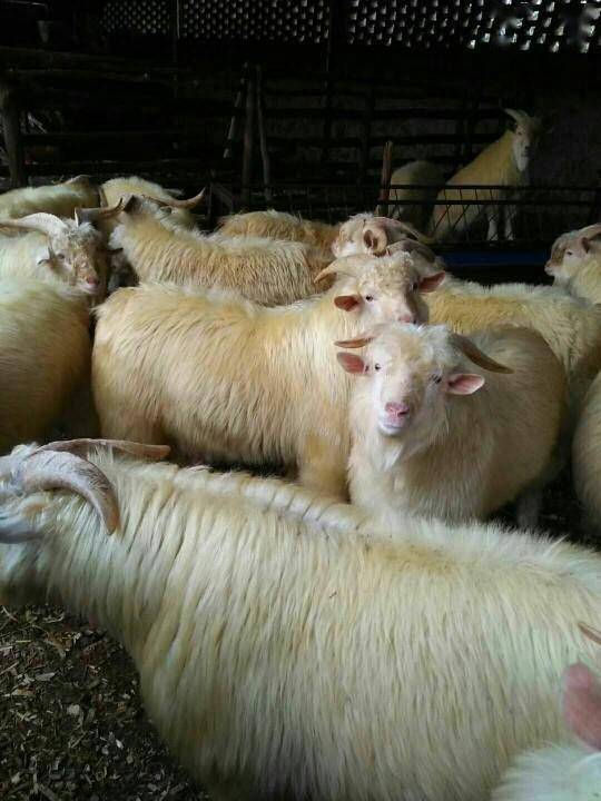 绒山羊种羊图片