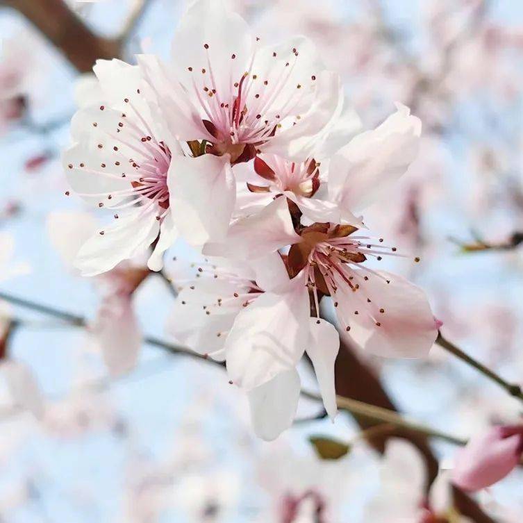 踏春赏花自贡尖山桃花已盛开