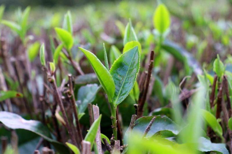 英德春茶今年有望增产202024头采季活动即将开幕