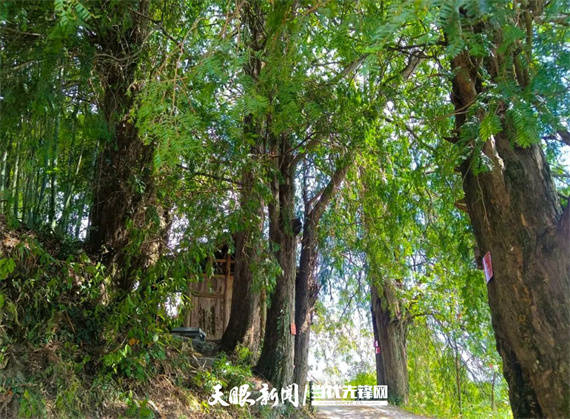 守护绿色乡愁让古树生生不息天柱县1400余株古树名木老有所依
