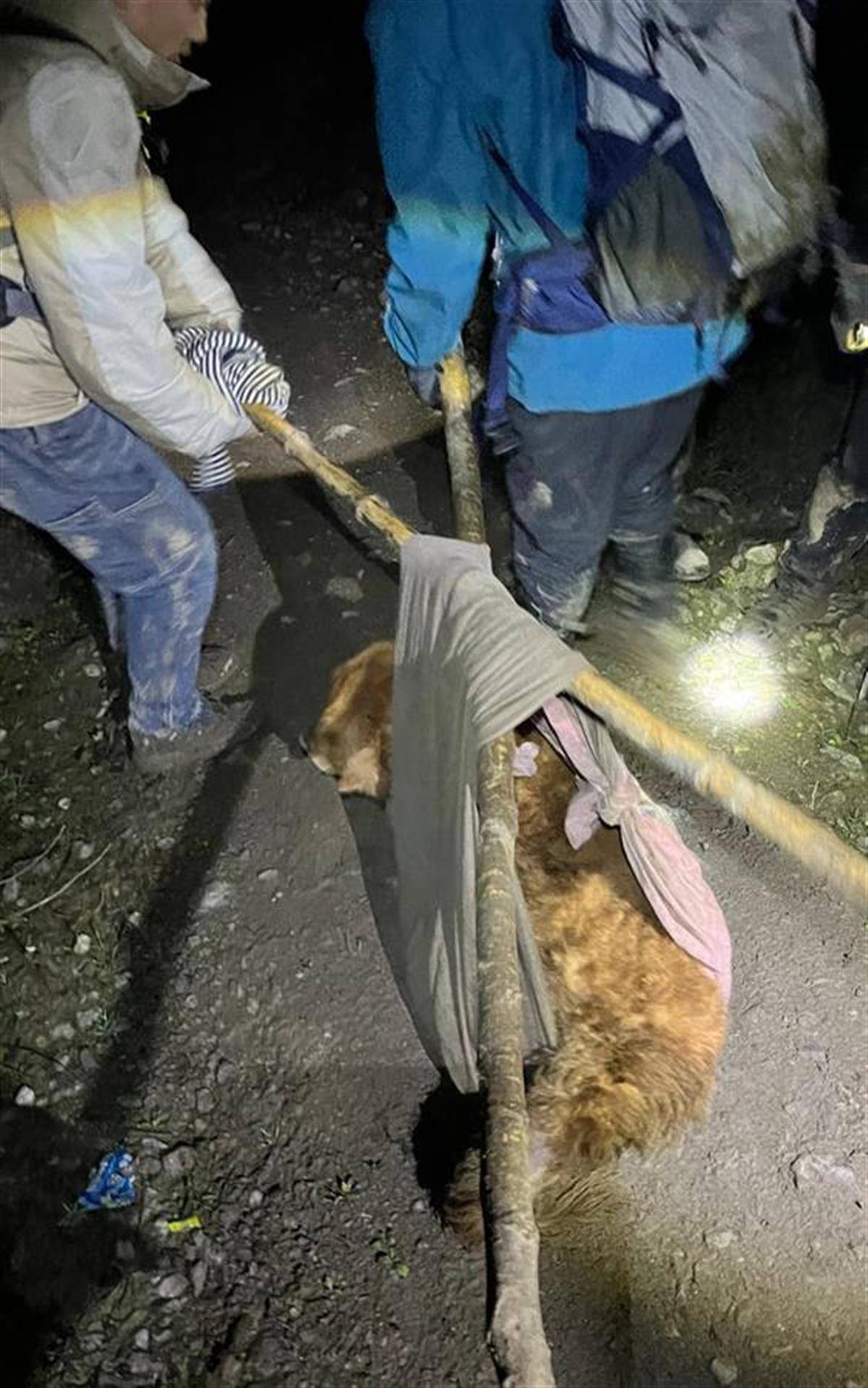 四川一金毛犬受伤被困海拔2400米的深山9名驴友深夜