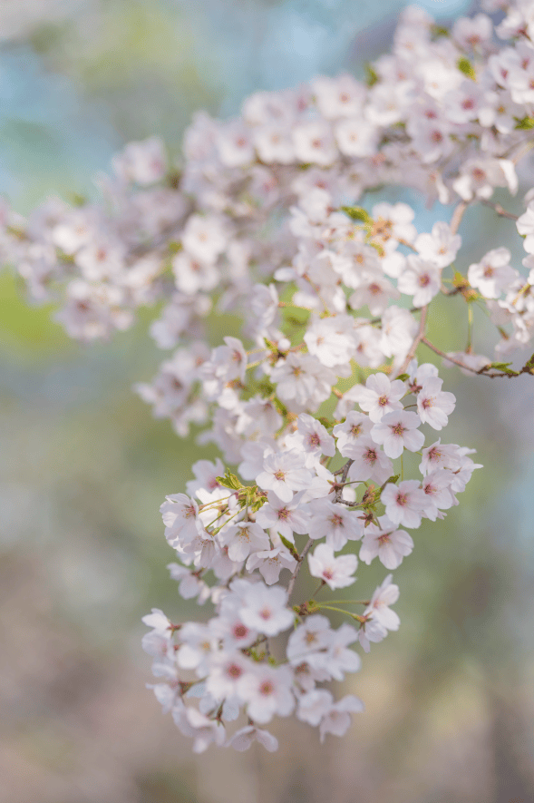 北京春天的赏花顶流!玉渊潭樱花!_创意_公园_游客
