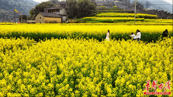 湖南这些春日赏花宝藏地你都打卡了吗_樱花_油菜花_景区