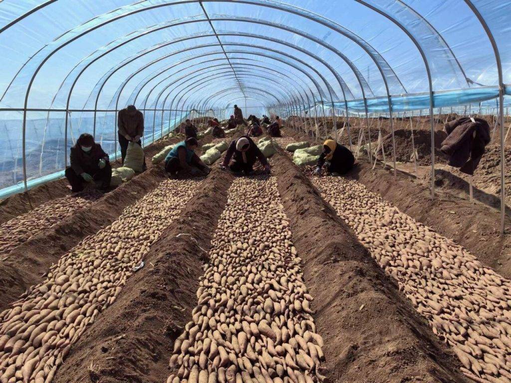 3月20日,龙北甘薯种植专业合作社大棚里,工人们正在进行排薯作业
