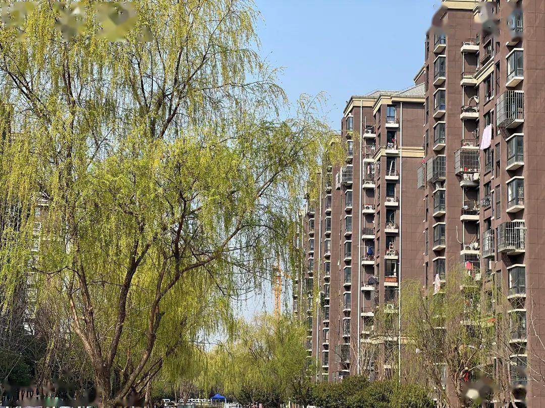 春光明媚,一起去看洞泾人家门口的五彩缤纷_居民区_洞泾镇_百花