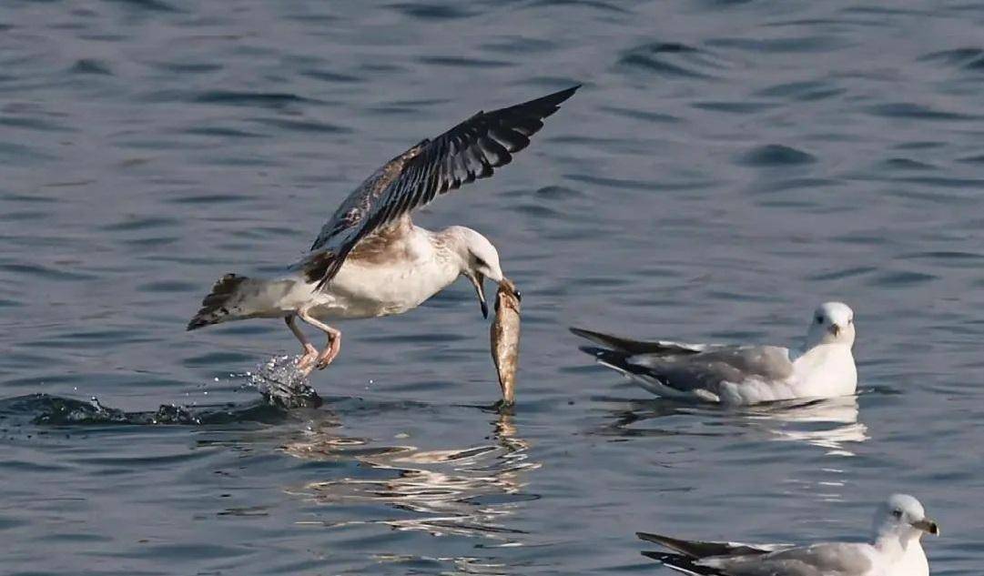 生态辽宁候鸟报春归辽宁多地迎来候鸟迁徙季