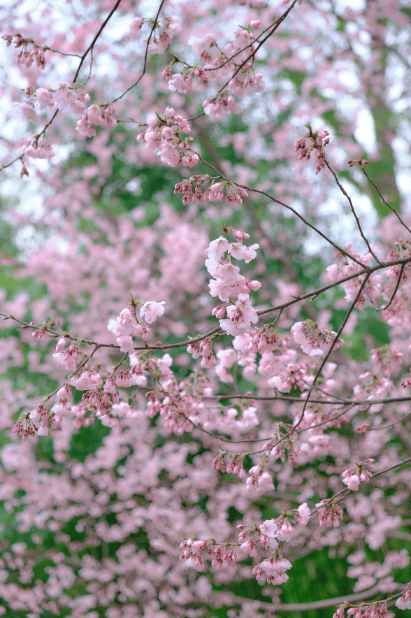 北京春天的赏花顶流!玉渊潭樱花!_创意_公园_游客