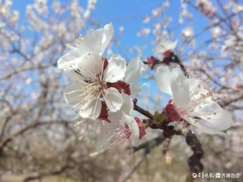 山杏图片开花图片