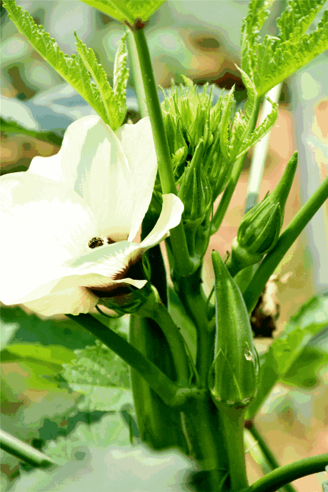 消费提示秋葵的消费提示