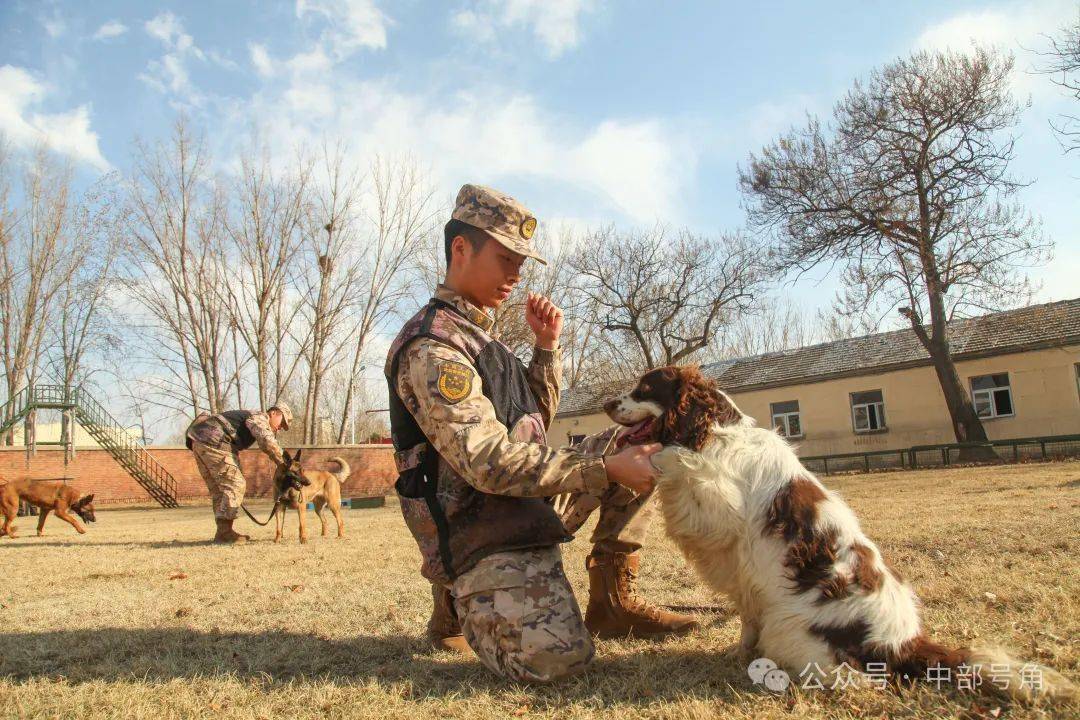 武警军犬训练基地图片