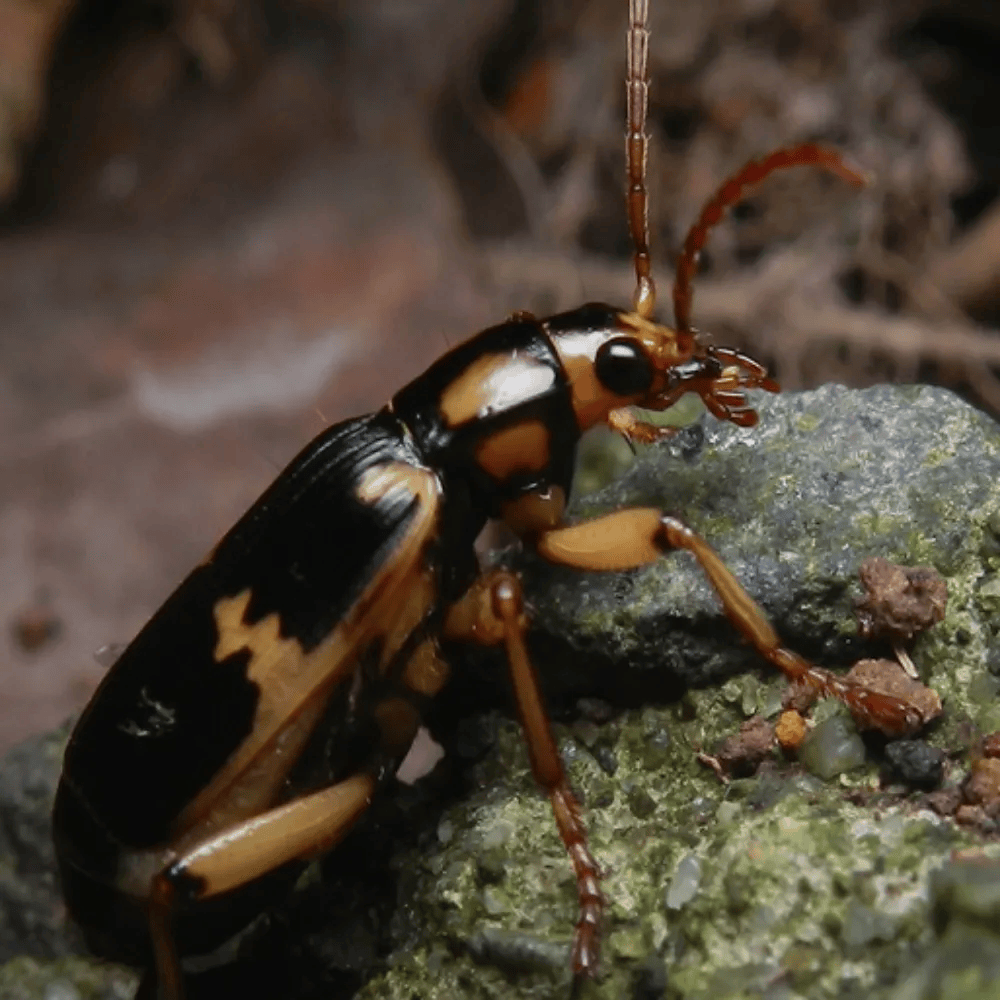 黄尾放屁虫炮步甲虫如其名,是备有自走炮的步行虫,可不同角度喷射毒气