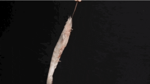 肉质鲜甜 q 弹个大壳薄,老少皆宜—贝司令这款南美白虾,是原箱进口的