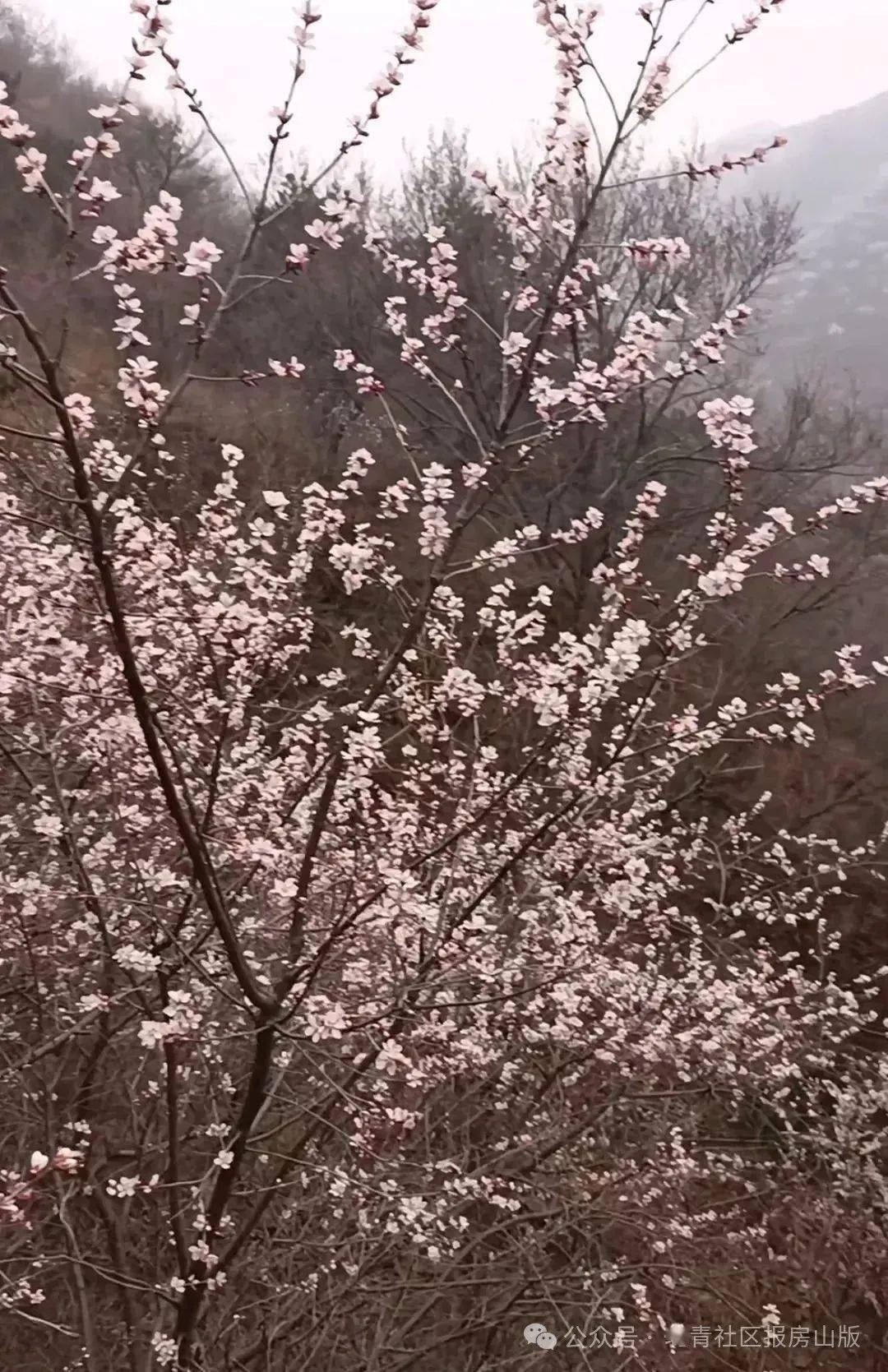 周末去哪玩房山一景区桃花盛开正当时快跟亲友约起