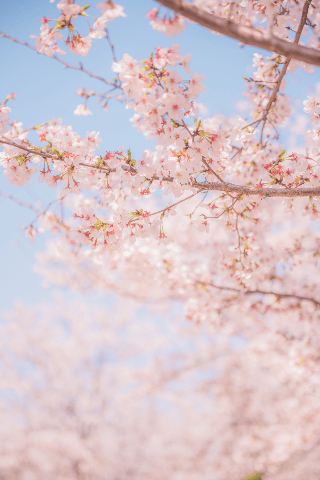 我宣布,拈花湾正式进入最美赏樱季_樱花_参赛_村舍