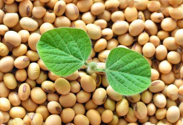 锦稻108二,水稻(7个)东单1331,东单1775,东甜糯100,乾坤1807,辽禾