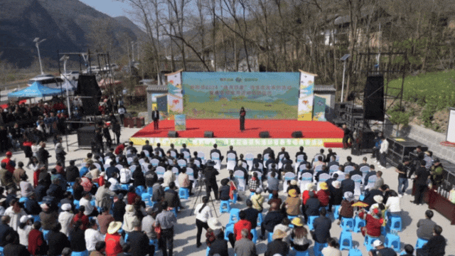 诗意!花香四溢~_活动_油菜_略阳县