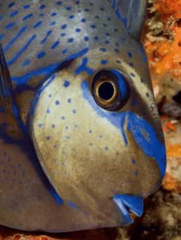 知识与审美的双重盛宴这套出版了10年的经典有娃的家庭买它