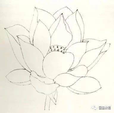 【国画教程】工笔荷花花冠的各种画法_花瓣_步骤_花梗