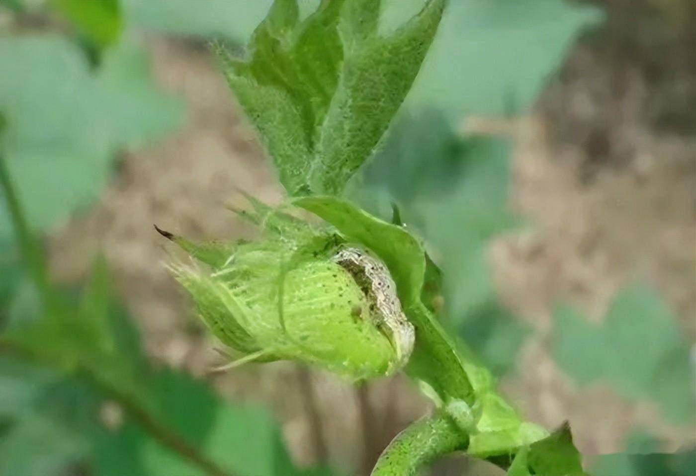 2024年全国棉花产量比上年增长9.7%