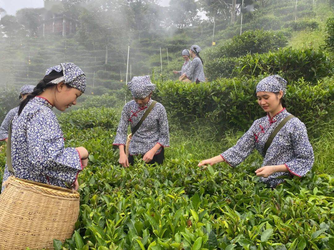 2024年苍梧县六堡茶开茶节活动流程