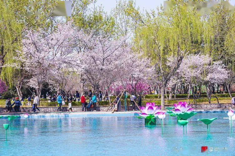 鹤壁樱花节2022图片