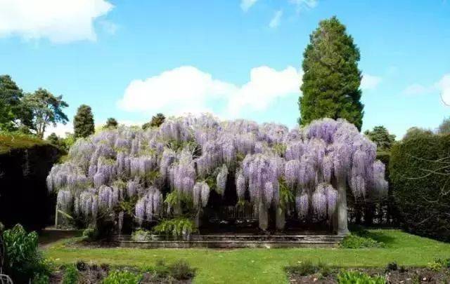 世界上最美的十大花园_品种_garden_园艺