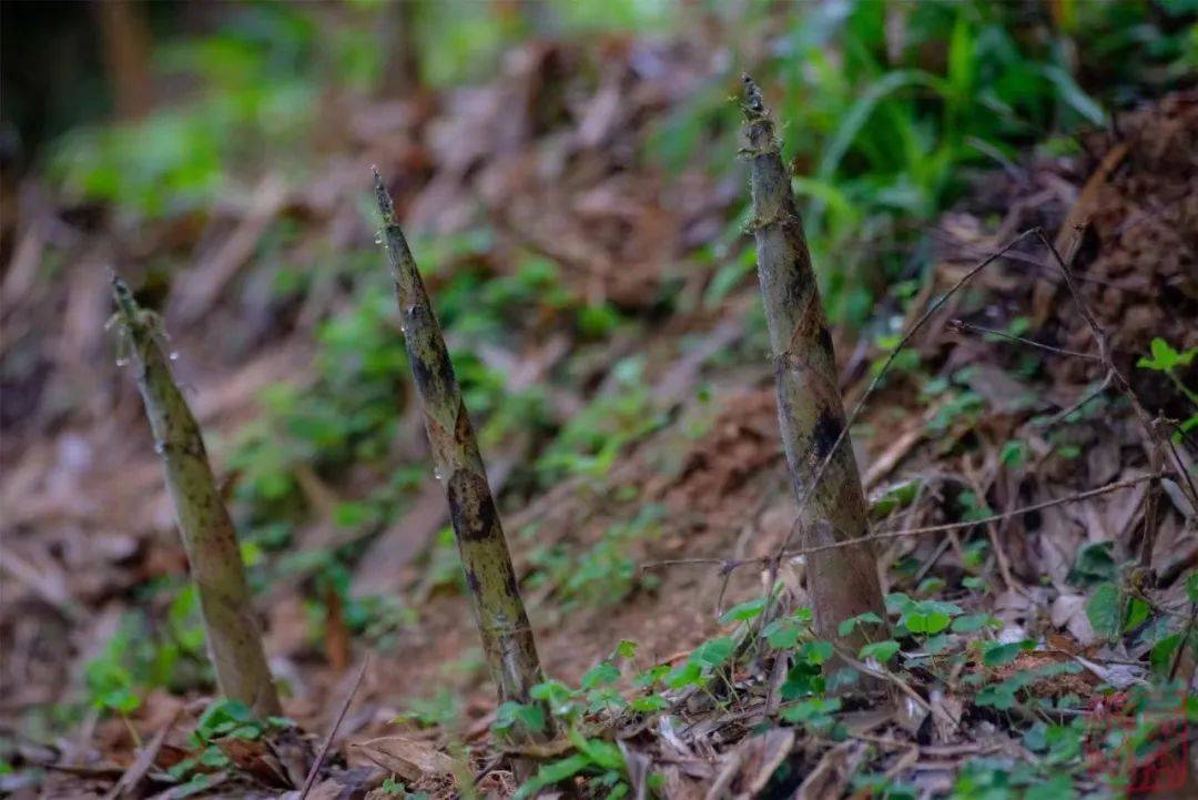 请到广宁来吃笋!_竹笋_文笋_肇庆