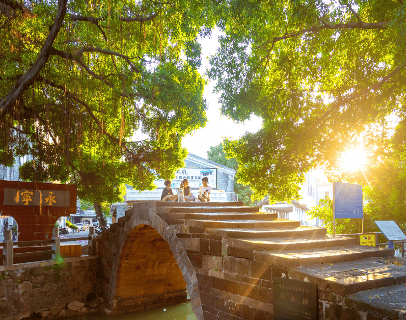 永宁社区_菊花_小榄镇