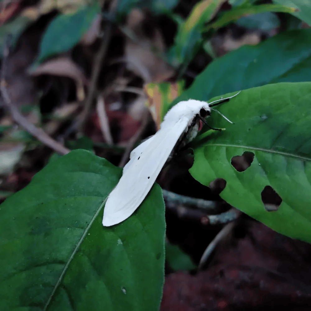 清代少年写草虫栩栩如生