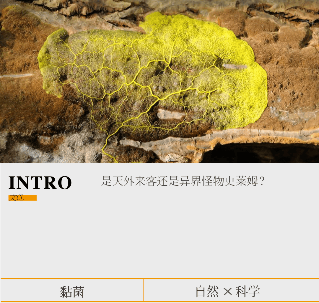 太岁_细菌_真菌