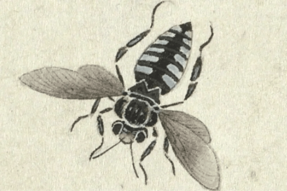 《画草虫》(局部) 台北故宫博物院藏画中的蜂体色以黑色为底,腹部两侧
