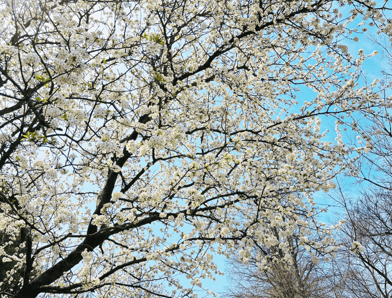 李花图片唯美图片