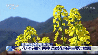 春风十里不讲理花粉过敏困扰你如何防护看这里