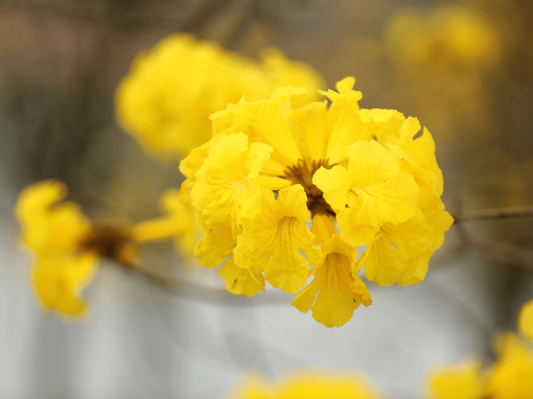 高要黄花风铃图片