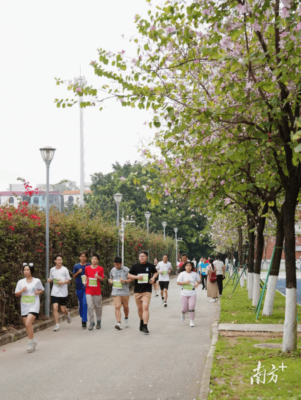 这场校园马拉松比赛5岁小朋友与50岁校友一起开跑