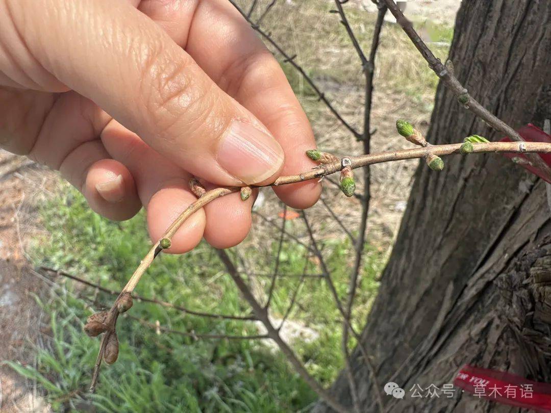 观察一棵树-水杉(9)春分水杉发芽了_枝条_绿意_水分